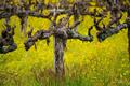 Old Vines