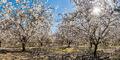 Almond Orchard Panoramic