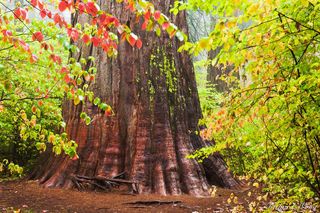 Where To Buy Nature Photography Prints