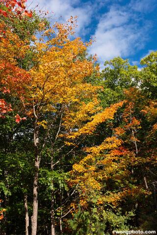 Bar Harbor Fall Colors, Acadia National Park, Maine photo