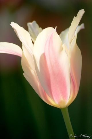 Pink Tulip