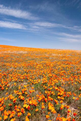 Heavily Wind-Blown Golden Poppies, Antelope Valley Poppy Reserve, California