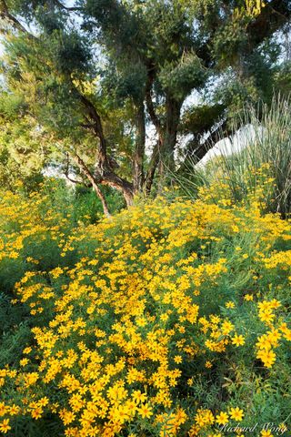 Blooming Yellow Chi Chi Flowers in Australian Garden at The Huntington, San Marino, California