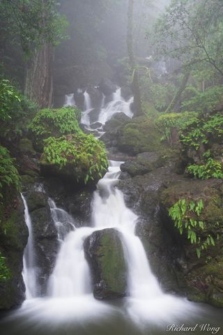 Foggy Morning at Cataract Falls / Mount Tamalpais Watershed, Marin County, California