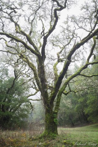 Moss-Covered Tree on Foggy Morning, Cascade Canyon Open Space Preserve, California