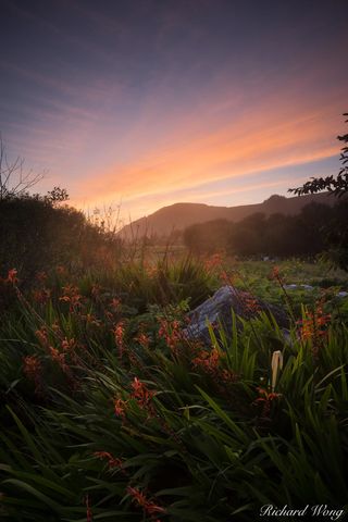 Spring Flowers, Pacifica, California