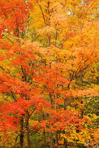 Maple Trees Peak Fall Color at Smugglers' Notch, Mount Mansfield State Forest, Vermont