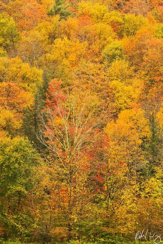 Fall Foliage on Hillside, Hancock, Vermont