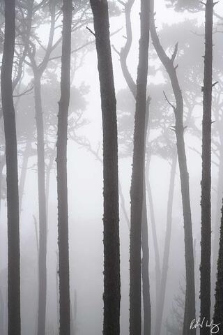 Monterey Pines In Fog, Pebble Beach, California, photo