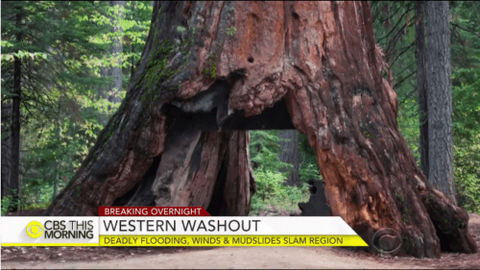 CBS News - Pioneer Cabin Tree