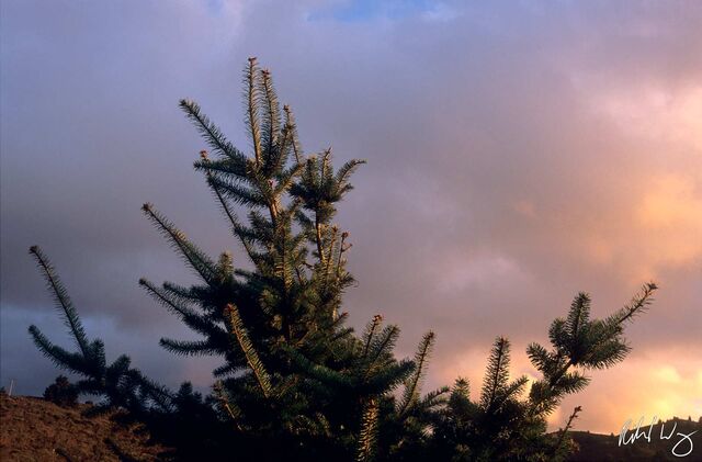 Pine Tree at Sunset, Half Moon Bay, California