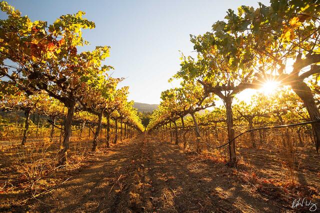 Canard Vineyard at Sunset, Calistoga, California, photo