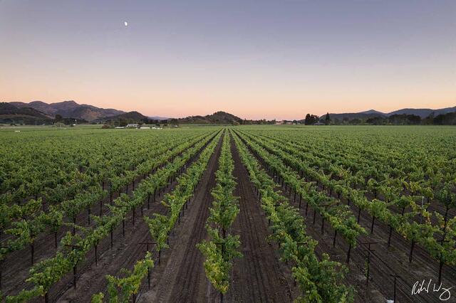 Moon Rising Over Vineyard at Sunset, Oakville AVA, California, photo