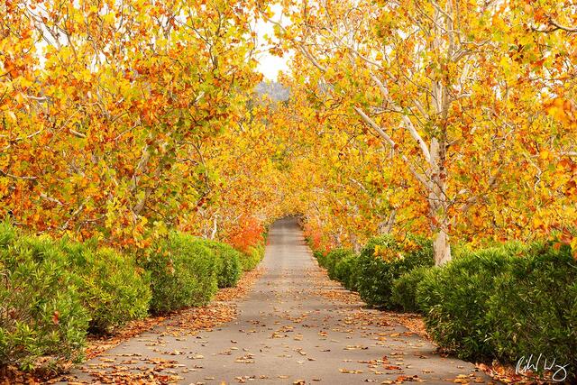 Oak Knoll Trees print