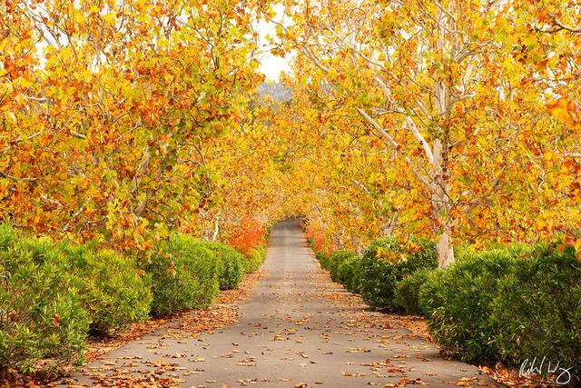 Fall Color Tree-Lined Driveway, Napa, California, photo