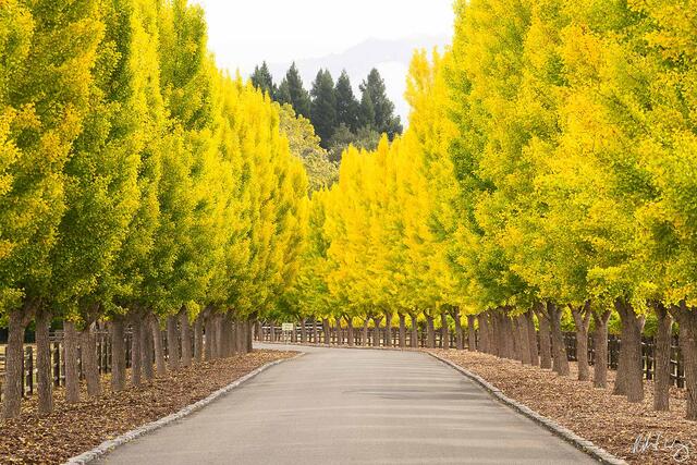 Ginkgo Biloba Trees, Napa Valley, California, photo