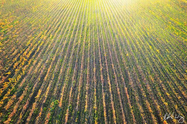 Oakville Vineyard Aerial at Sunset, Napa Valley, California, photo