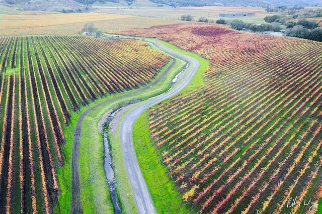 Vineyard Fall Colors Aerial, Yountville, California, photo