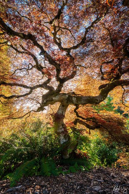 Japanese Maple Tree, Portland, Oregon, photo