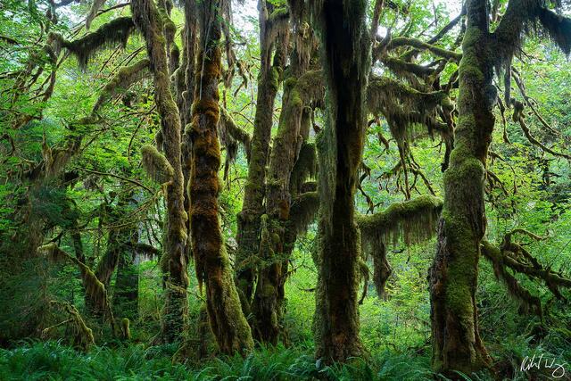 Hoh Rainforest print