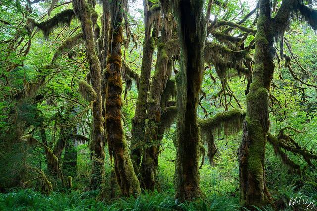 Moss & Lichen on Trees at Hoh Rainforest, Olympic National Park, Washington, photo