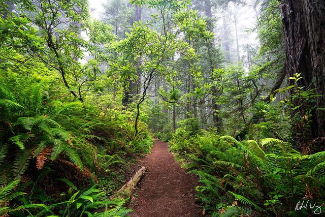Del Norte Coast Redwoods print
