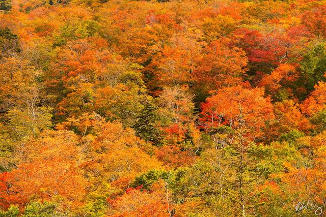 Sterling Pond Fall Colors, Photo