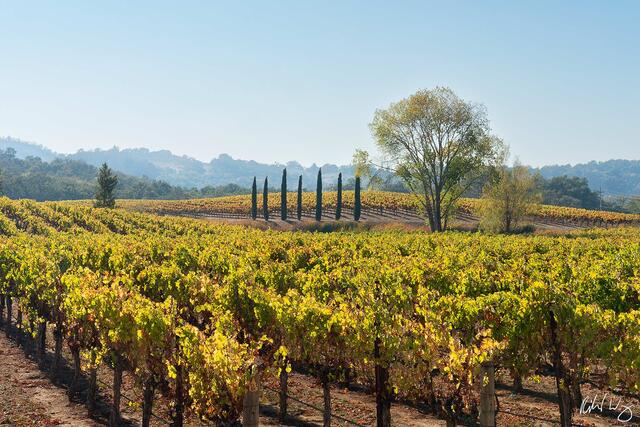 Alexander Valley Fall Colors, Sonoma County, California, photo