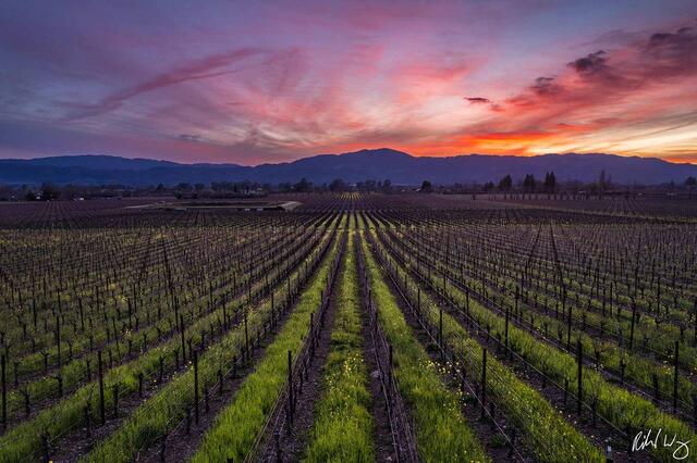 Napa Valley Winter Sunset print