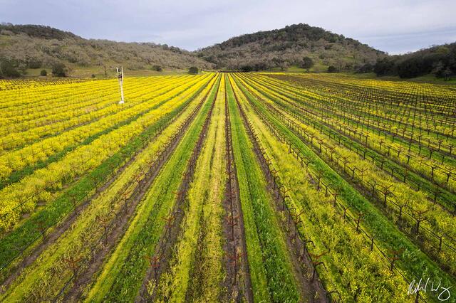 Vineyard of Mustard print