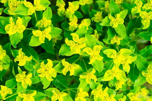 Euphorbia Cornigera Wildflowers, Berkeley Hills, California, photo