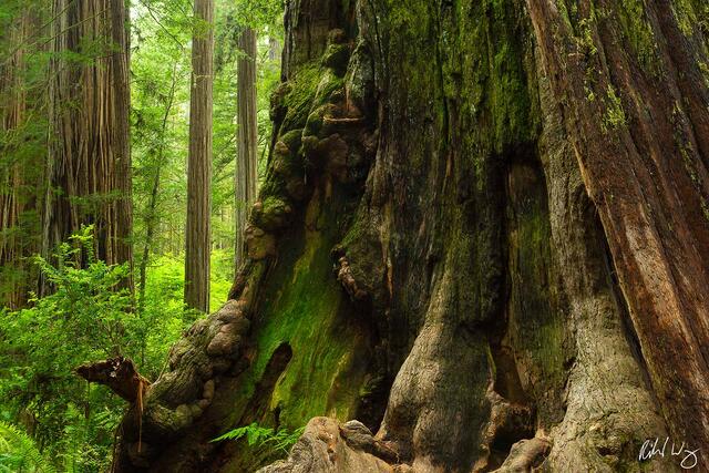 Coast Redwood Tree Trunk in Old-Growth Forest, Jedediah Smith Redwoods State Park, California, photo