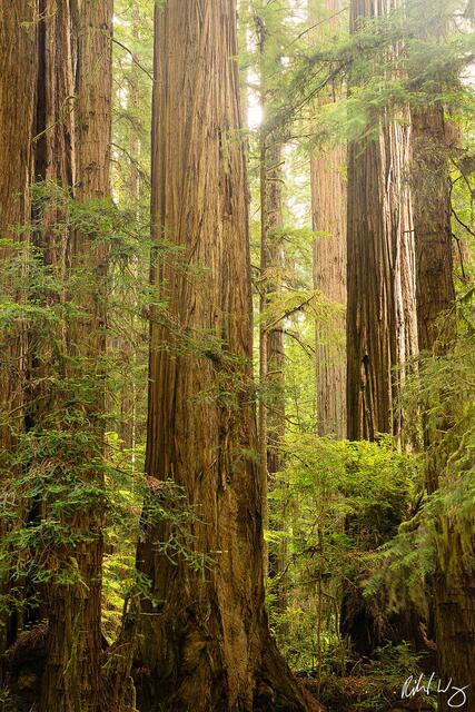 Coast Redwoods at Stout Grove, Jedediah Smith Redwoods State Park, California, photo