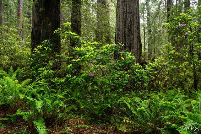 Rhododendron Bloom, Del Norte Coast Redwoods State Park, California, photo