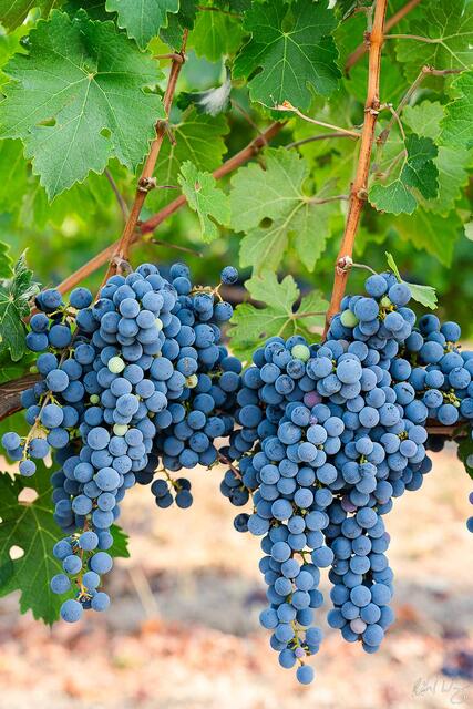 Cabernet Sauvignon Veraison print
