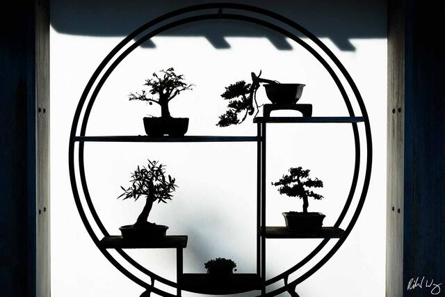 Silhouetted Bonsai Trees at The Huntington Botanical Gardens, San Marino, California, photo