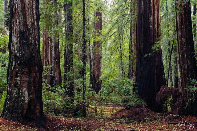 Old-Growth Redwood Forest, Armstrong Redwoods State Natural Reserve, Guerneville, California, photo