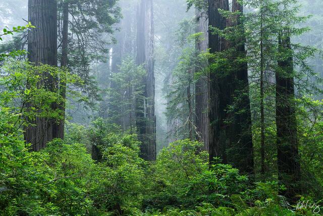 Del Norte Coast Redwoods in Fog, California, photo