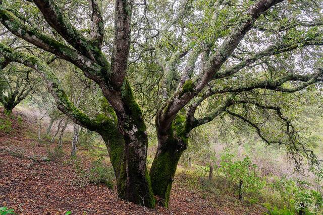 Oak Tree, Jack London State Historic Park, California, photo