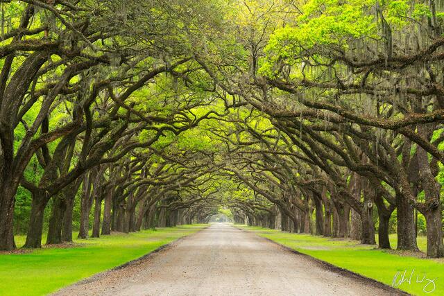 Oak Avenue at Wormsloe Plantation, Savannah, Georgia, photo
