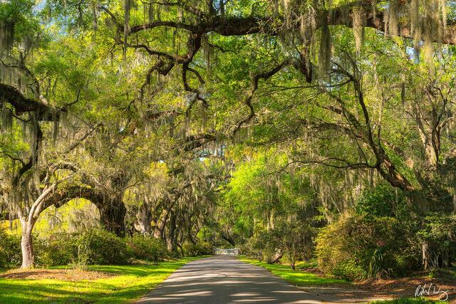 Southern Live Oak