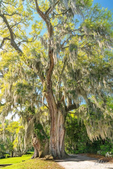 Live Oak With Spanish Moss