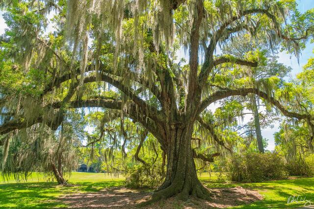The Old Oak