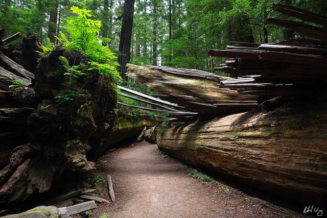 Dyerville Giant, Humboldt Redwoods State Park, California, photo