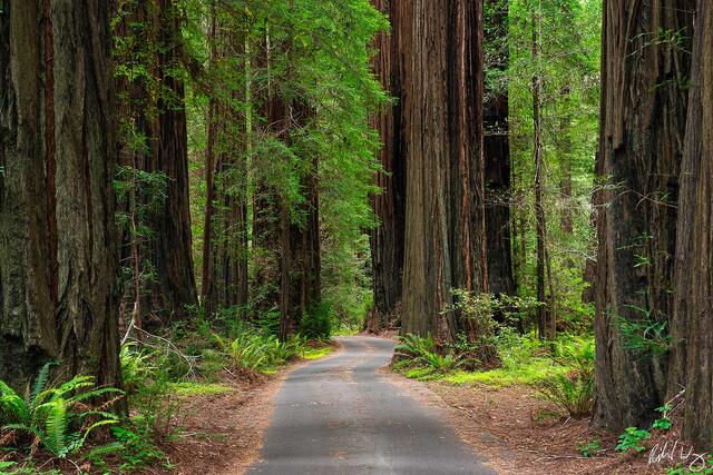 California Federation of Womens Clubs Grove, photo