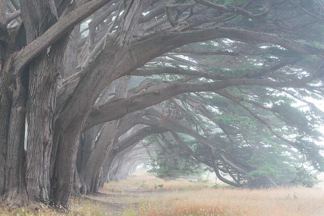 Weathered Curves