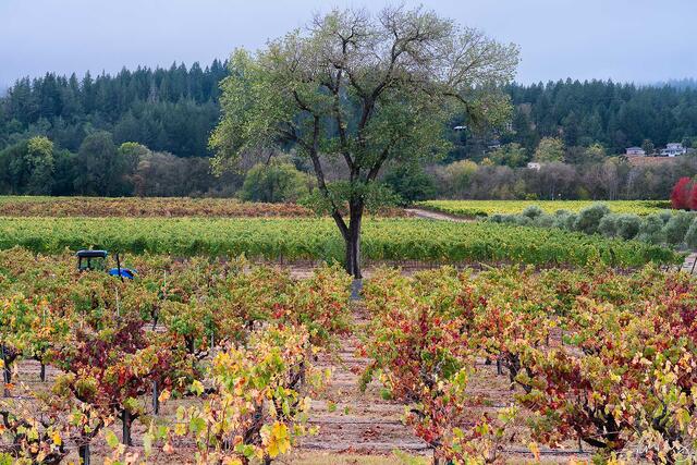 Dry Creek Valley Fall Colors, Sonoma County, California photo
