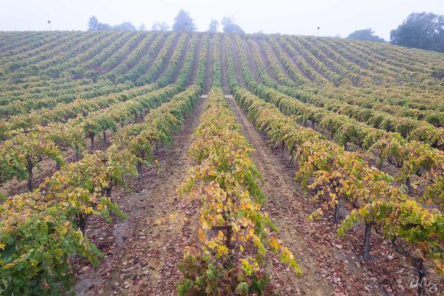 Fall Morning in Russian River Valley