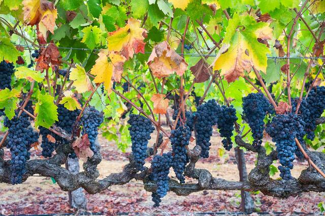 Russian River Valley Pinot Noir Grapes