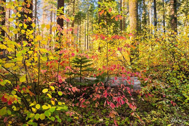 Dogwood Dreams